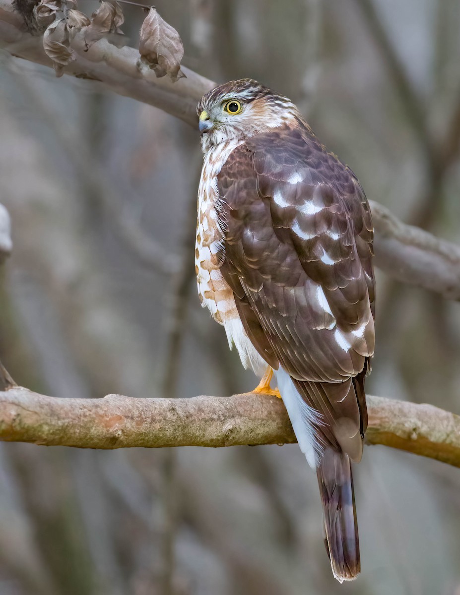 Sharp-shinned Hawk - ML535885151