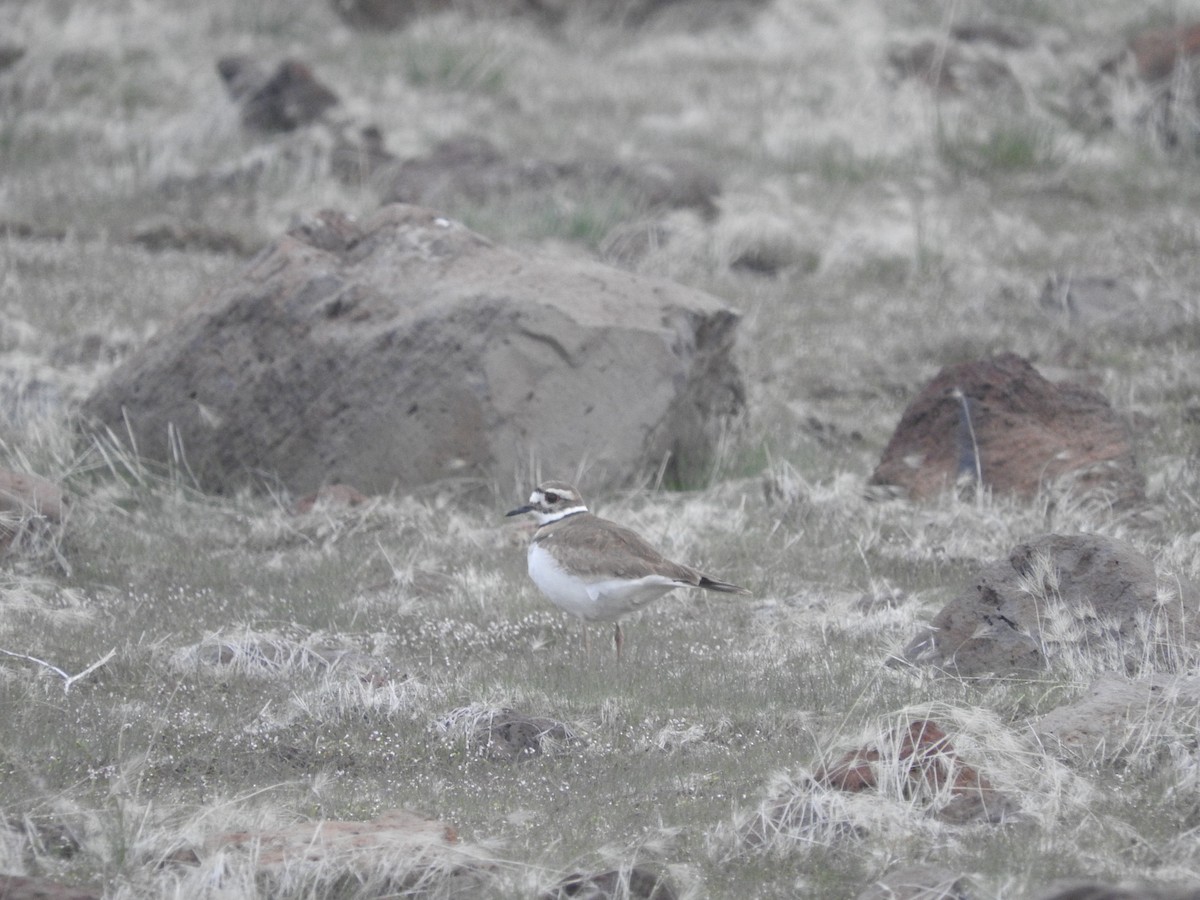 Killdeer - ML53588541