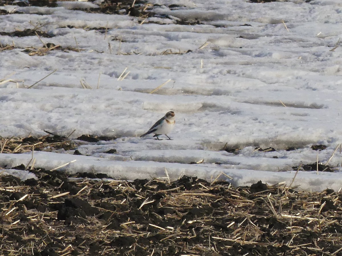 Snow Bunting - ML535886911