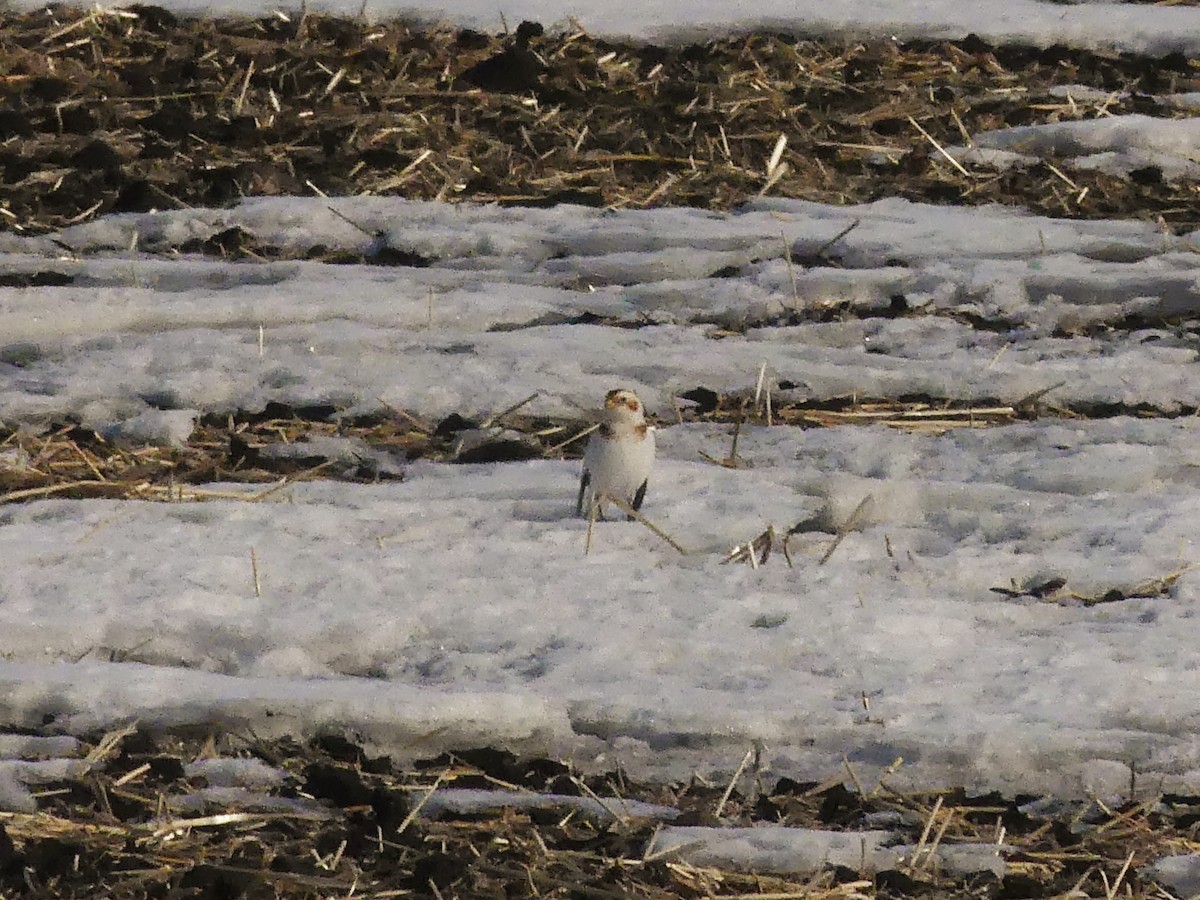 Snow Bunting - ML535886971