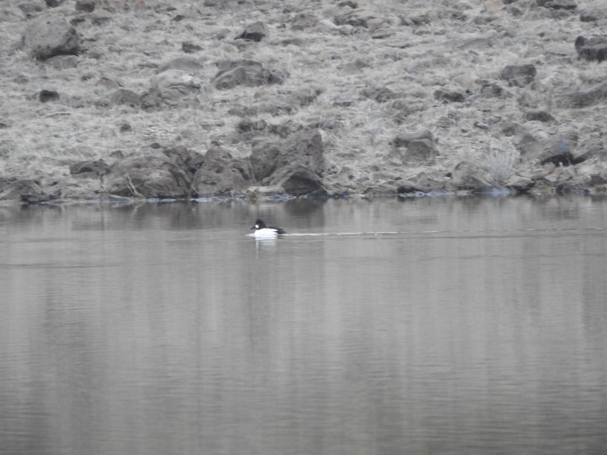 Common Goldeneye - ML53588711
