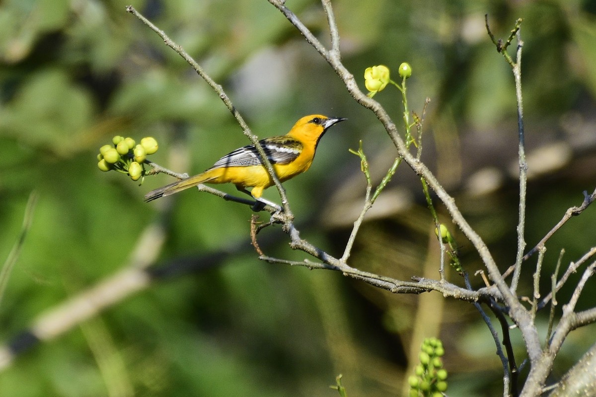 Oriole à dos rayé - ML535887201