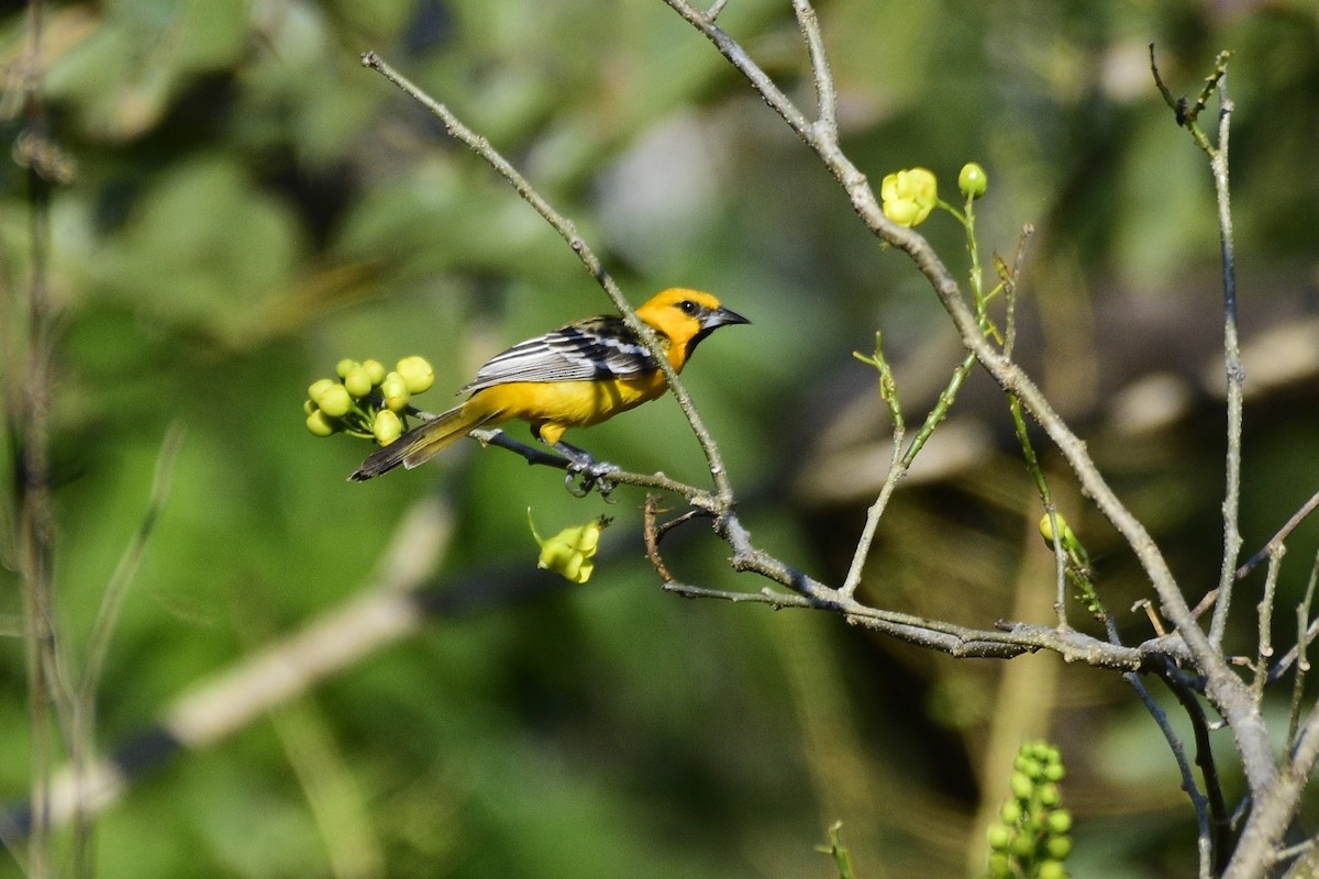 Oriole à dos rayé - ML535887211