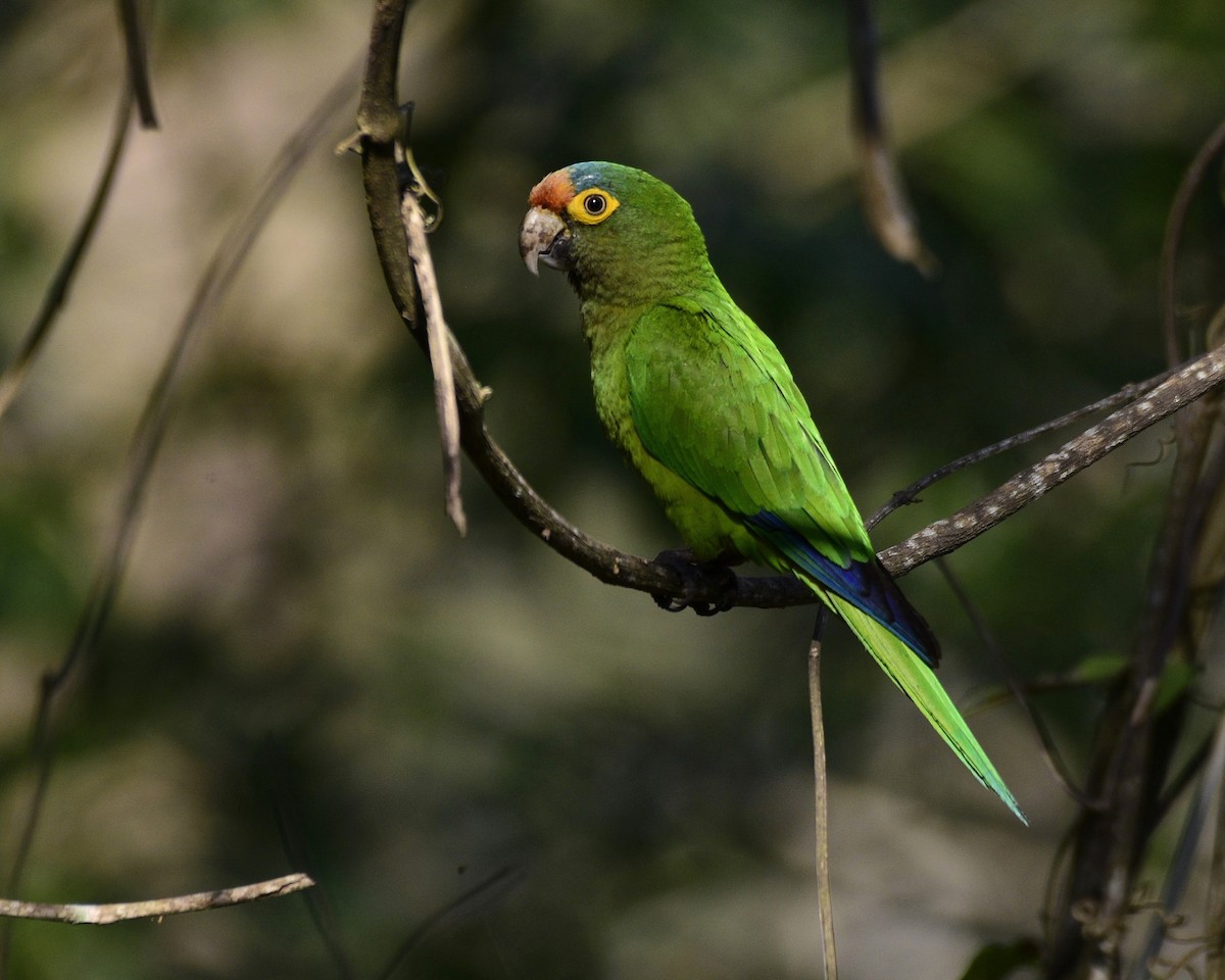 Orange-fronted Parakeet - ML535887411