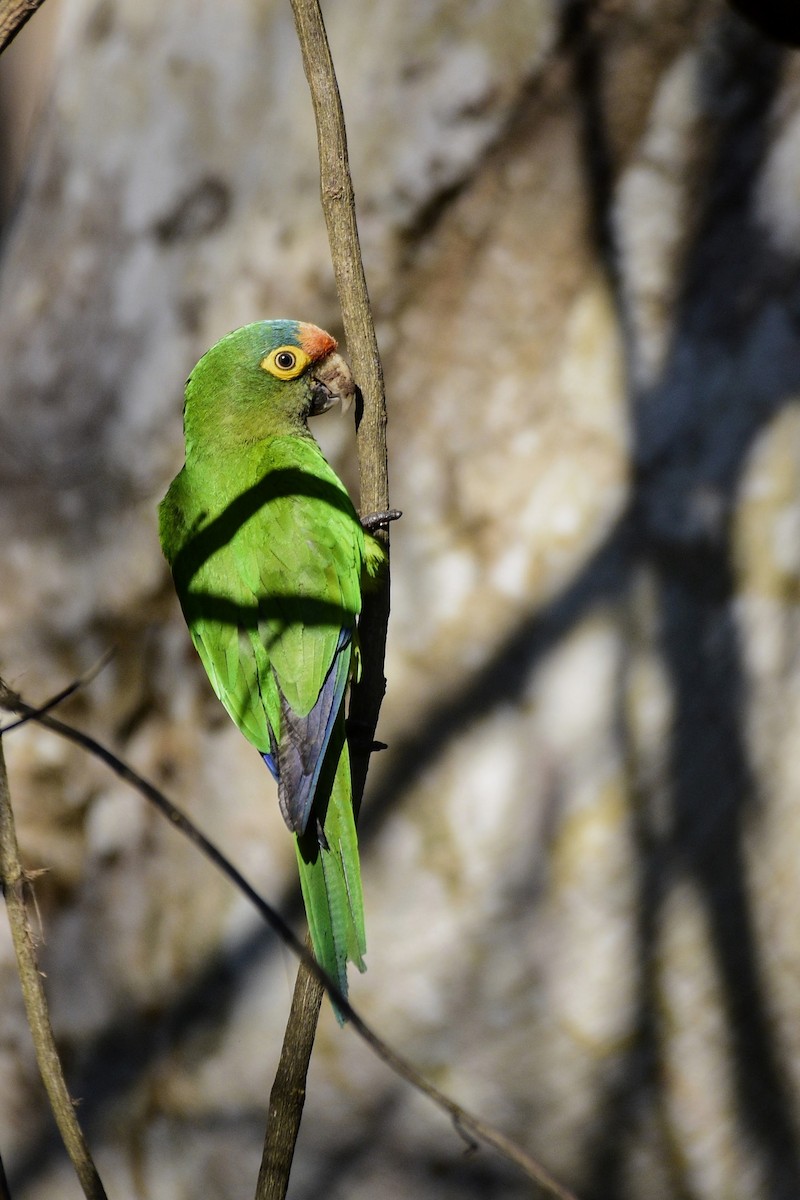 Orange-fronted Parakeet - ML535887431