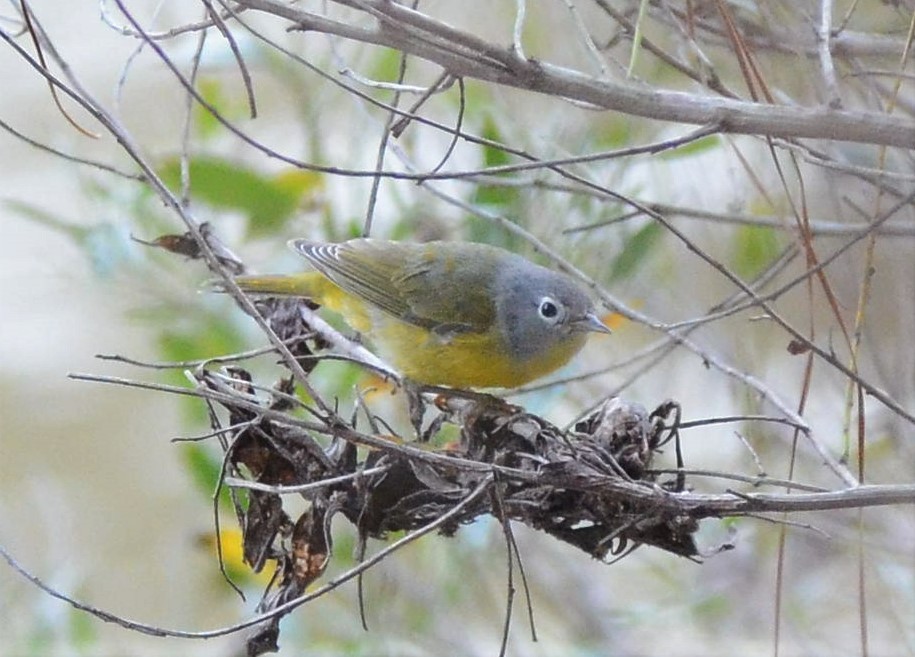 Nashville Warbler (ridgwayi) - ML535887981