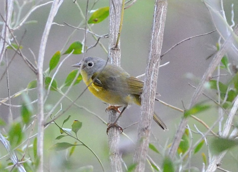 Nashville Warbler (ridgwayi) - ML535887991