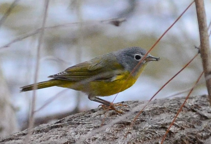 Nashville Warbler (ridgwayi) - ML535888011