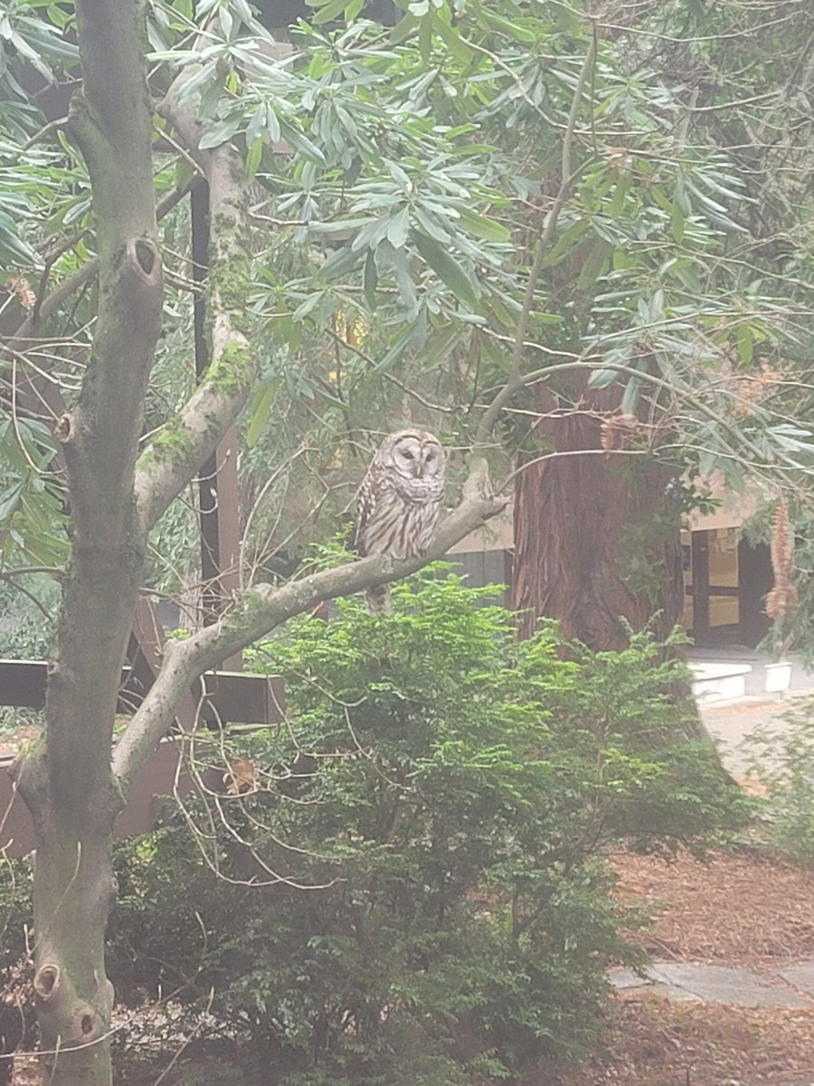 Barred Owl - ML535888071