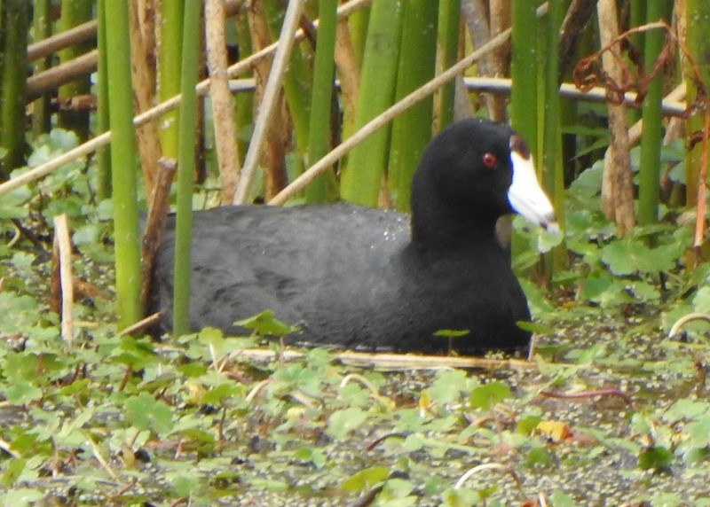 American Coot - Andy Frank