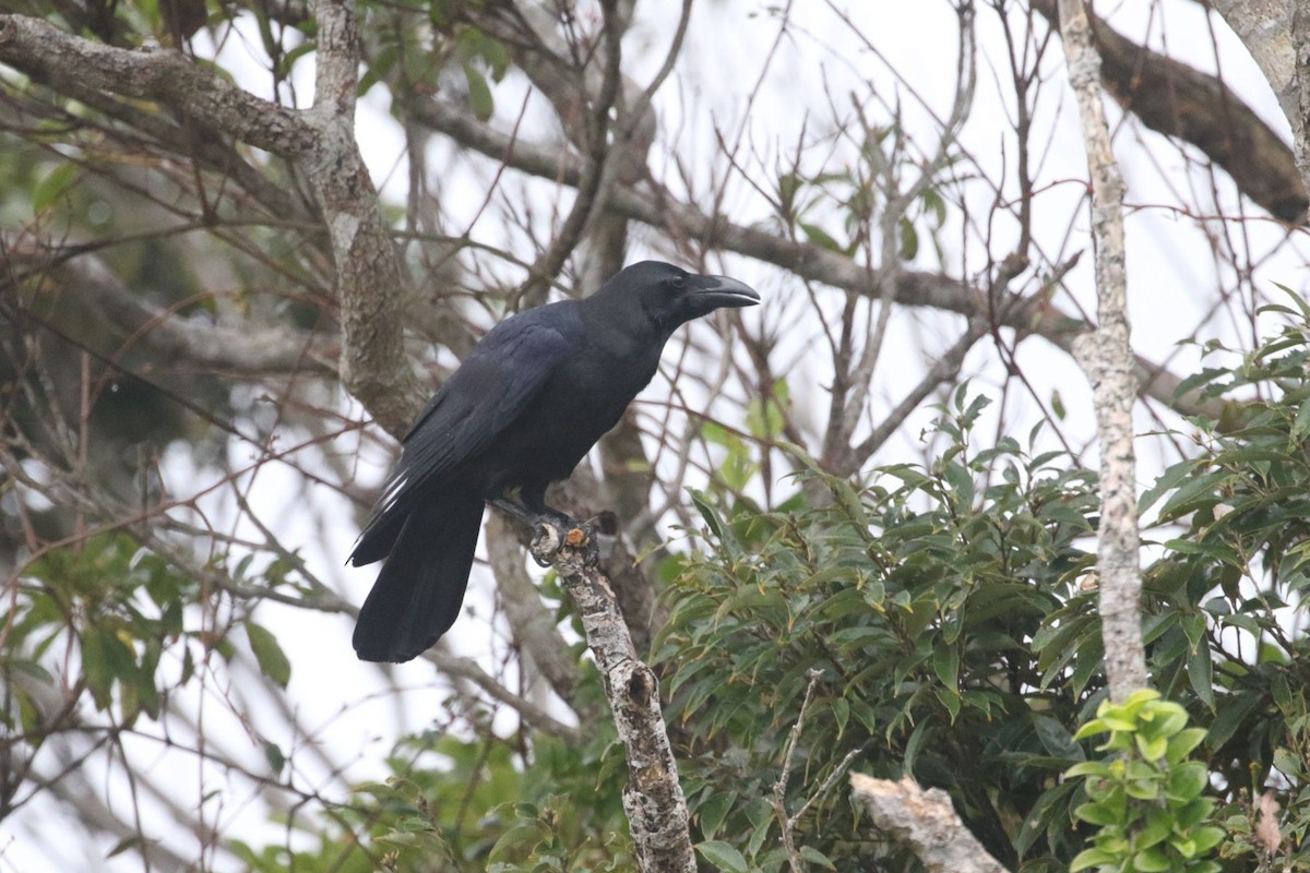 Large-billed Crow (Large-billed) - ML535889541