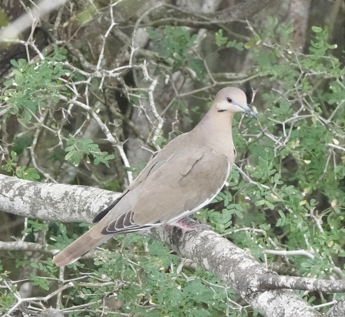 White-winged Dove - Rich Wilkens