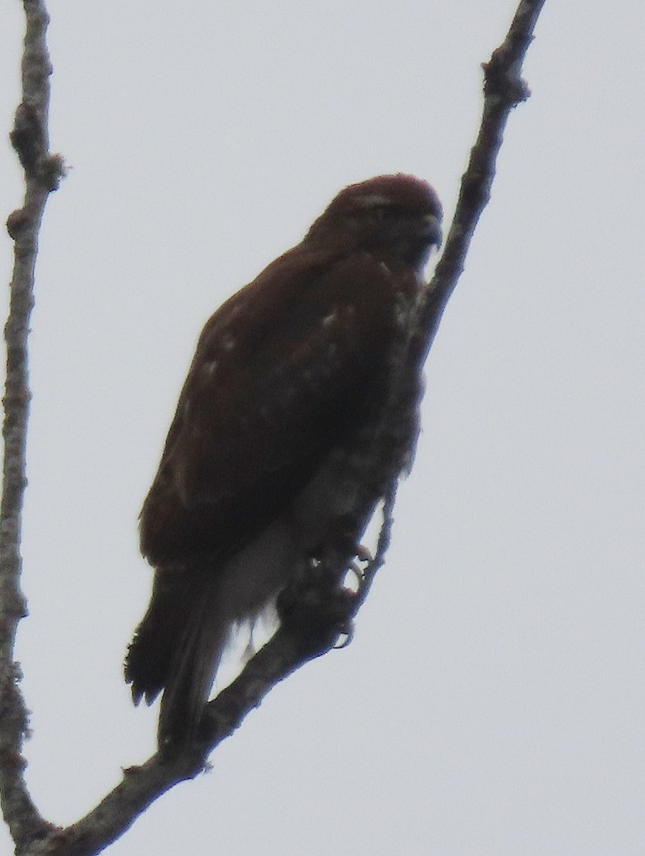 Red-tailed Hawk - ML535891381