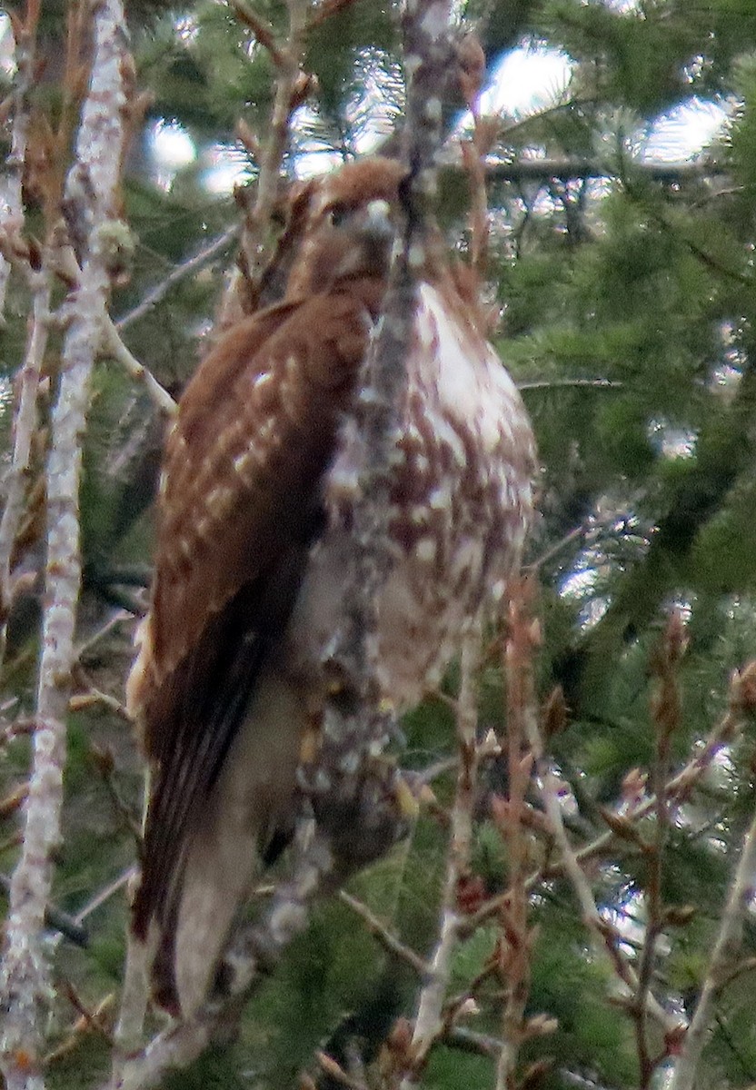 Red-tailed Hawk - ML535891391