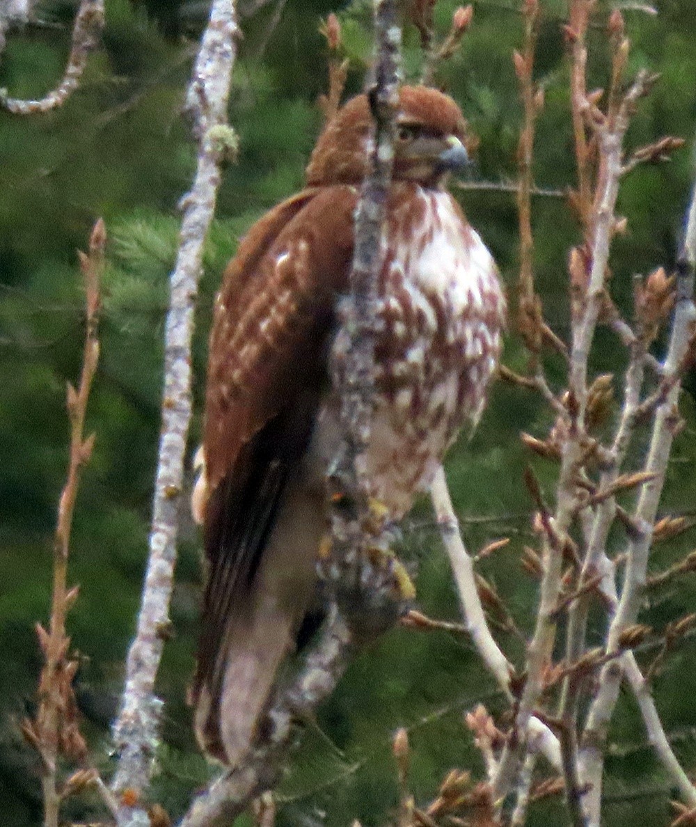 Red-tailed Hawk - ML535891411