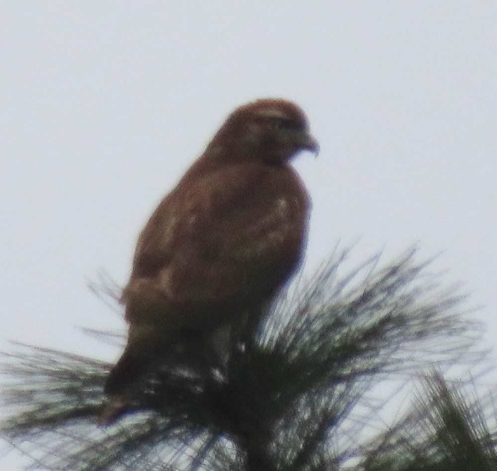 Red-tailed Hawk - ML535891421