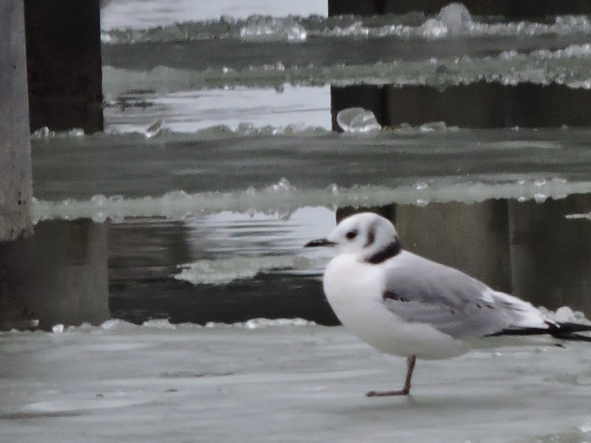 Black-legged Kittiwake - ML535893311