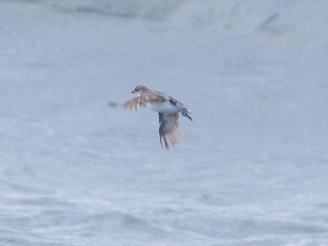 Common Diving-Petrel - ML535893561