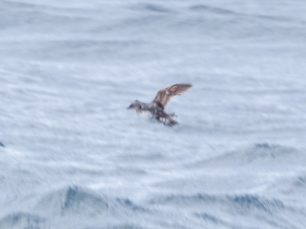 Common Diving-Petrel - ML535893571