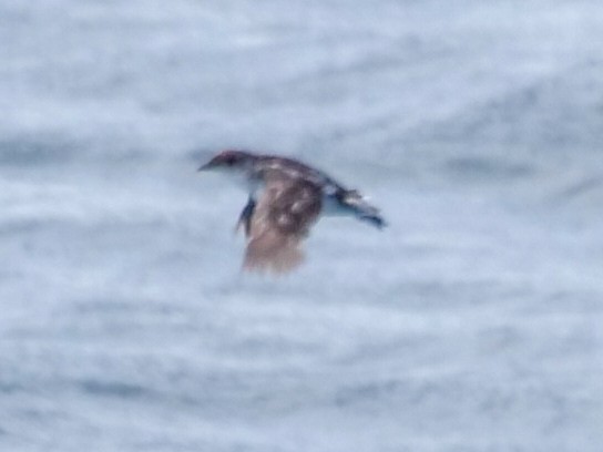 Common Diving-Petrel - Roger Horn