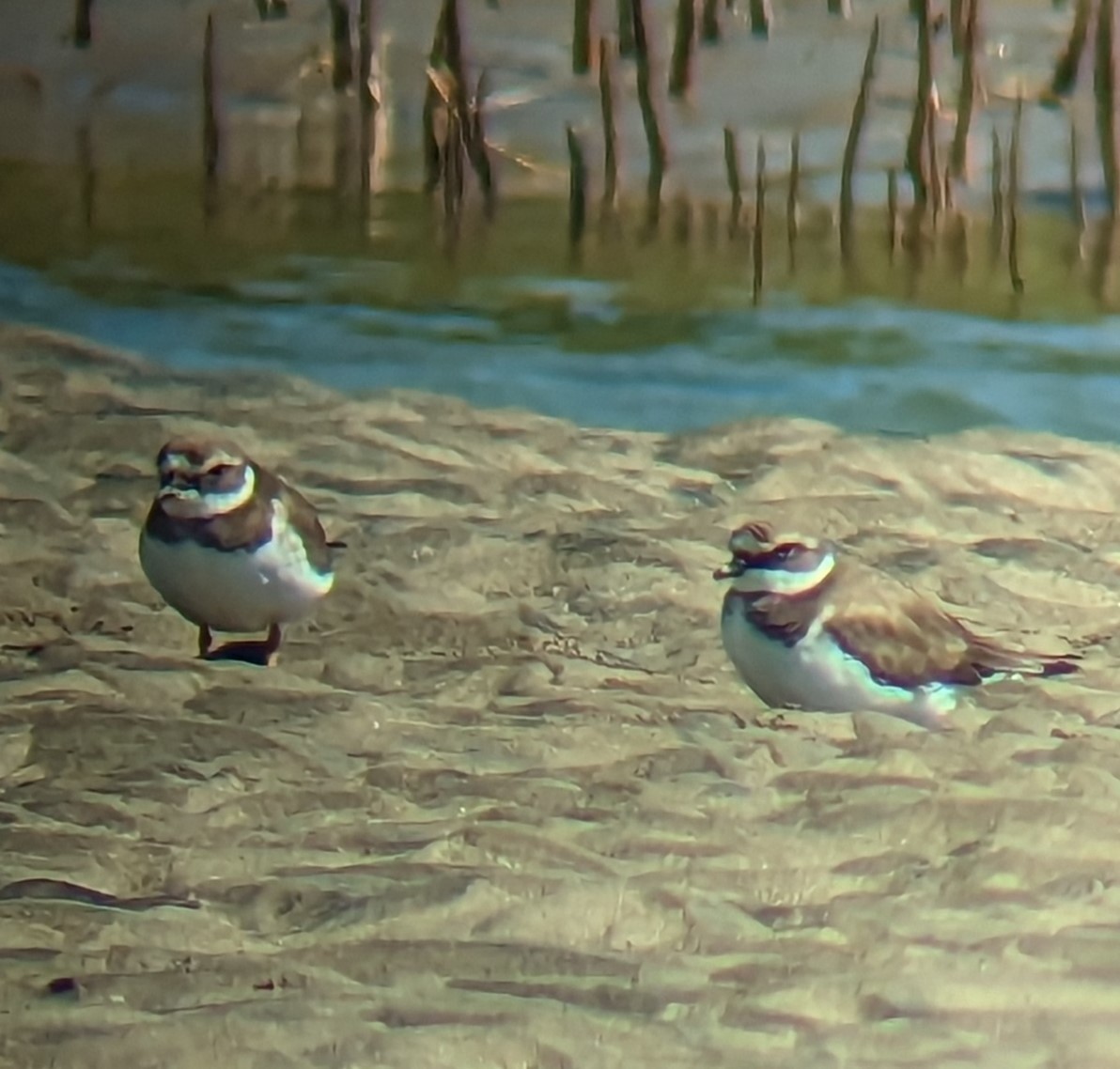 Common Ringed Plover - ML535893941