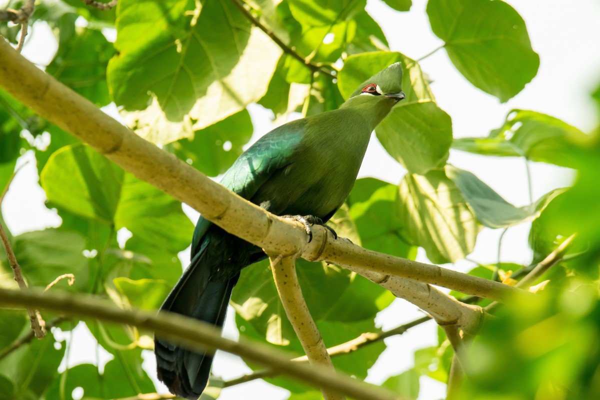 Black-billed Turaco (Green-rumped) - ML535894351