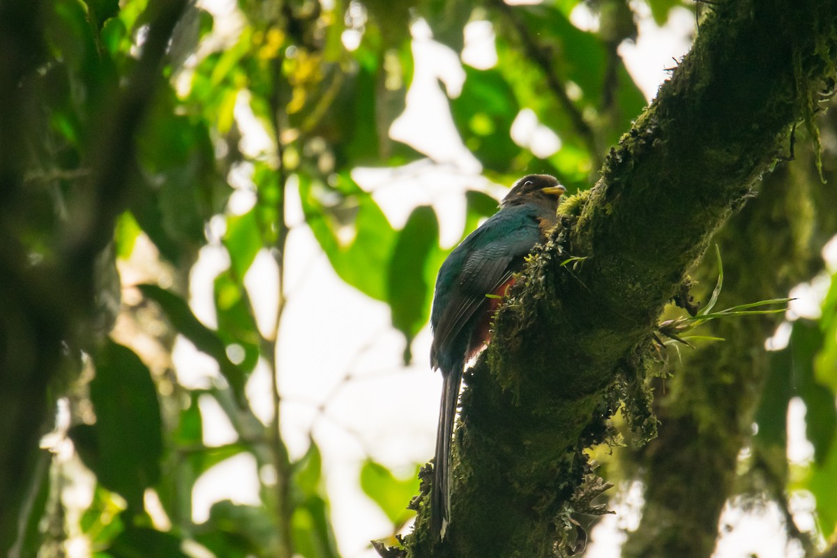 Bar-tailed Trogon - ML535895221