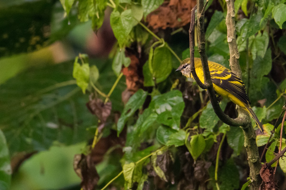 Petit's Cuckooshrike - ML535895311