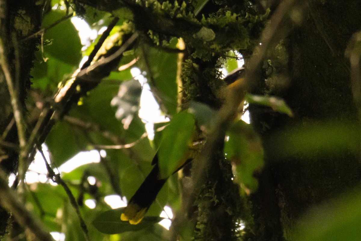 Many-colored Bushshrike - ML535895331