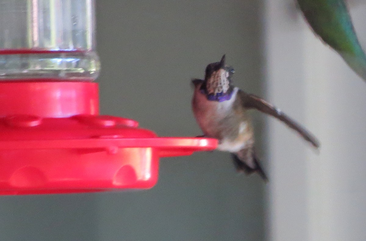 Black-chinned Hummingbird - ML53589691