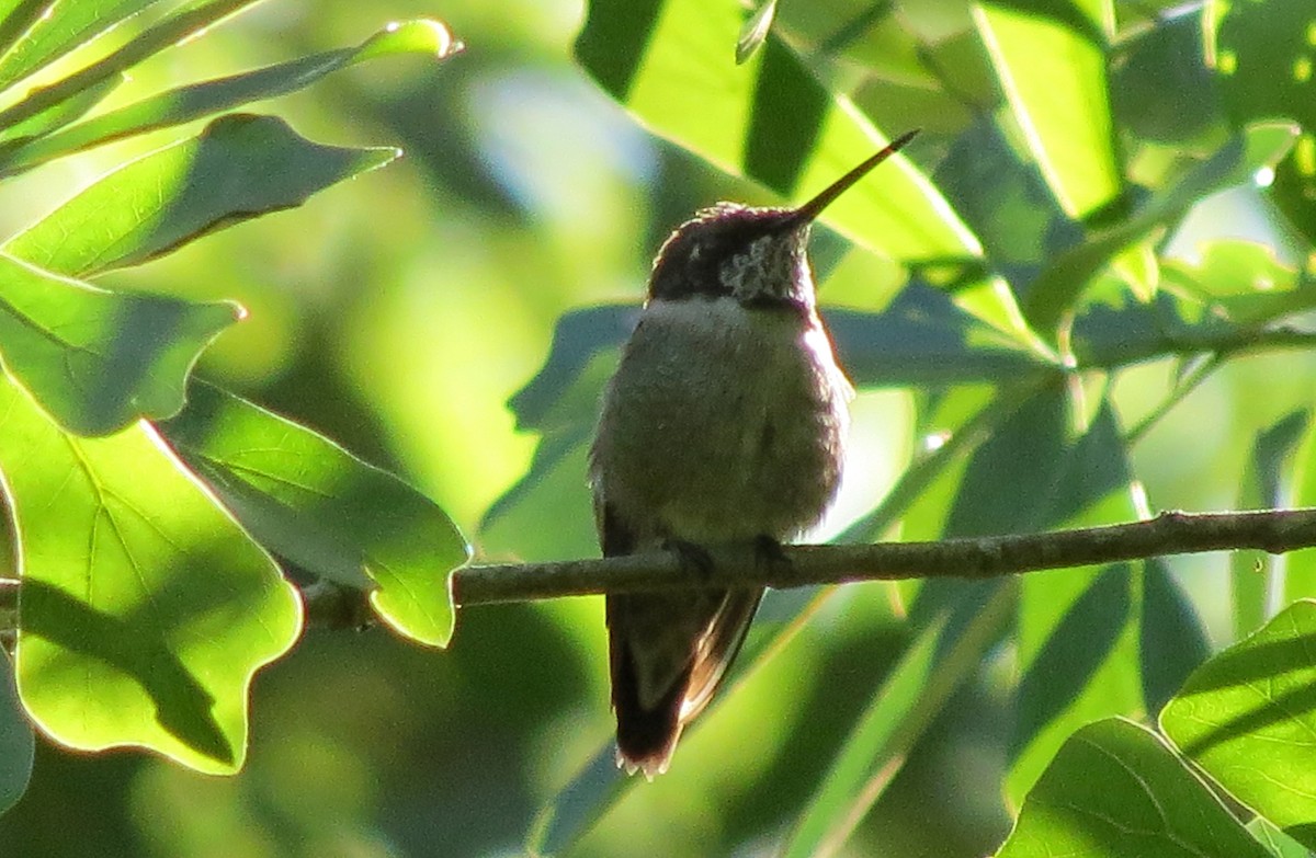 Black-chinned Hummingbird - ML53589701