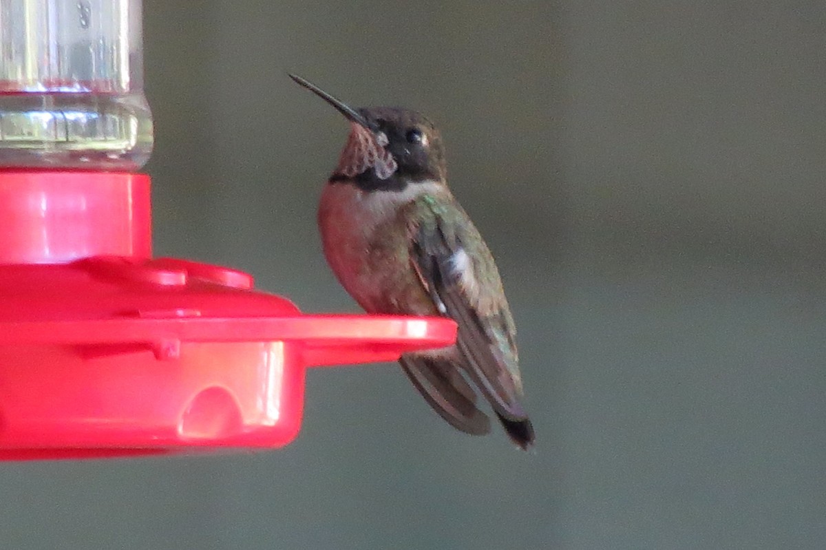 Black-chinned Hummingbird - ML53589711