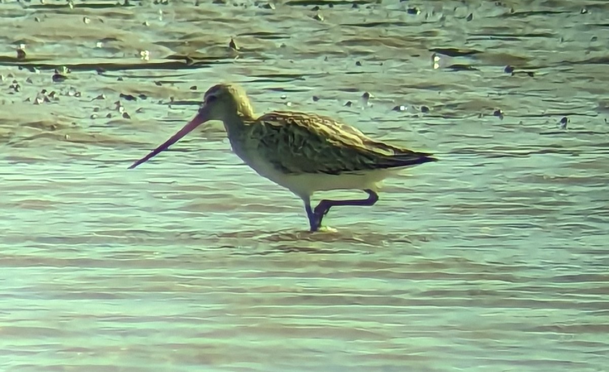 Bar-tailed Godwit - ML535897321