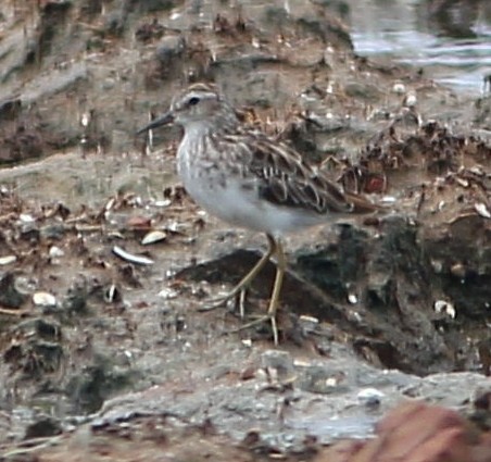 Langzehen-Strandläufer - ML53589901