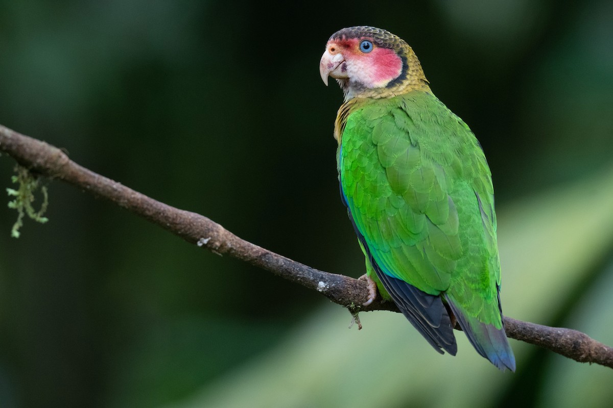 Rose-faced Parrot - Ben  Lucking