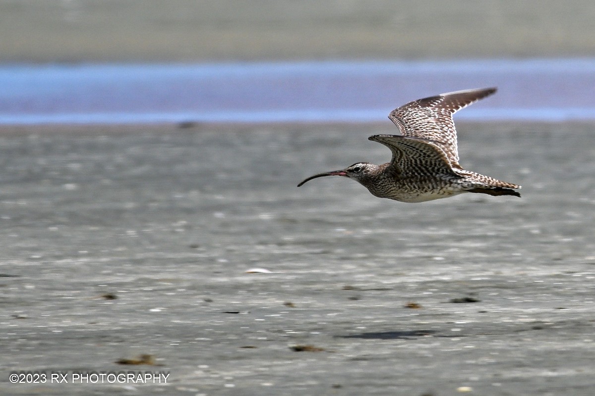 Whimbrel - ML535900351