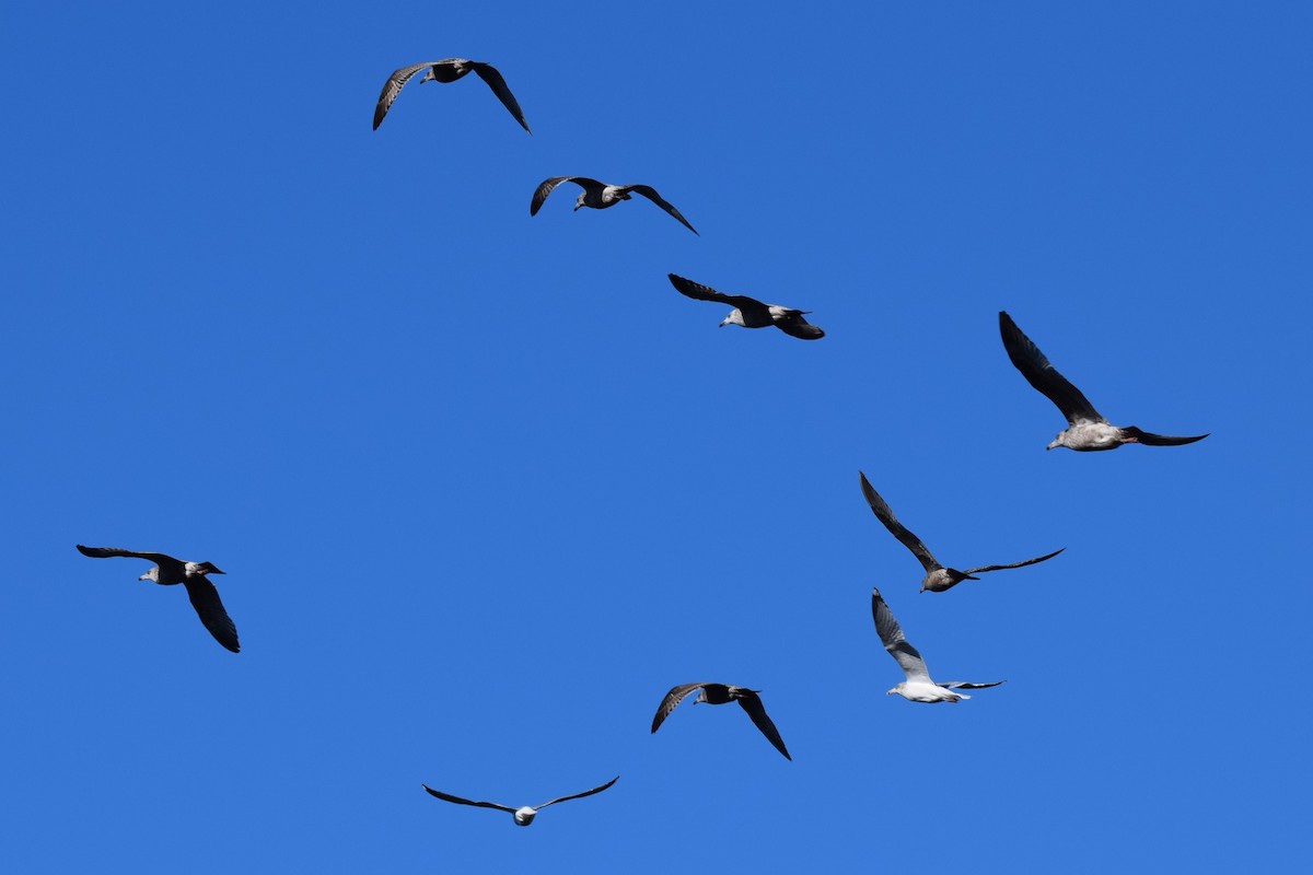 Herring Gull - ML535903421