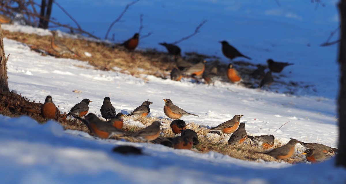 American Robin - ML535903431