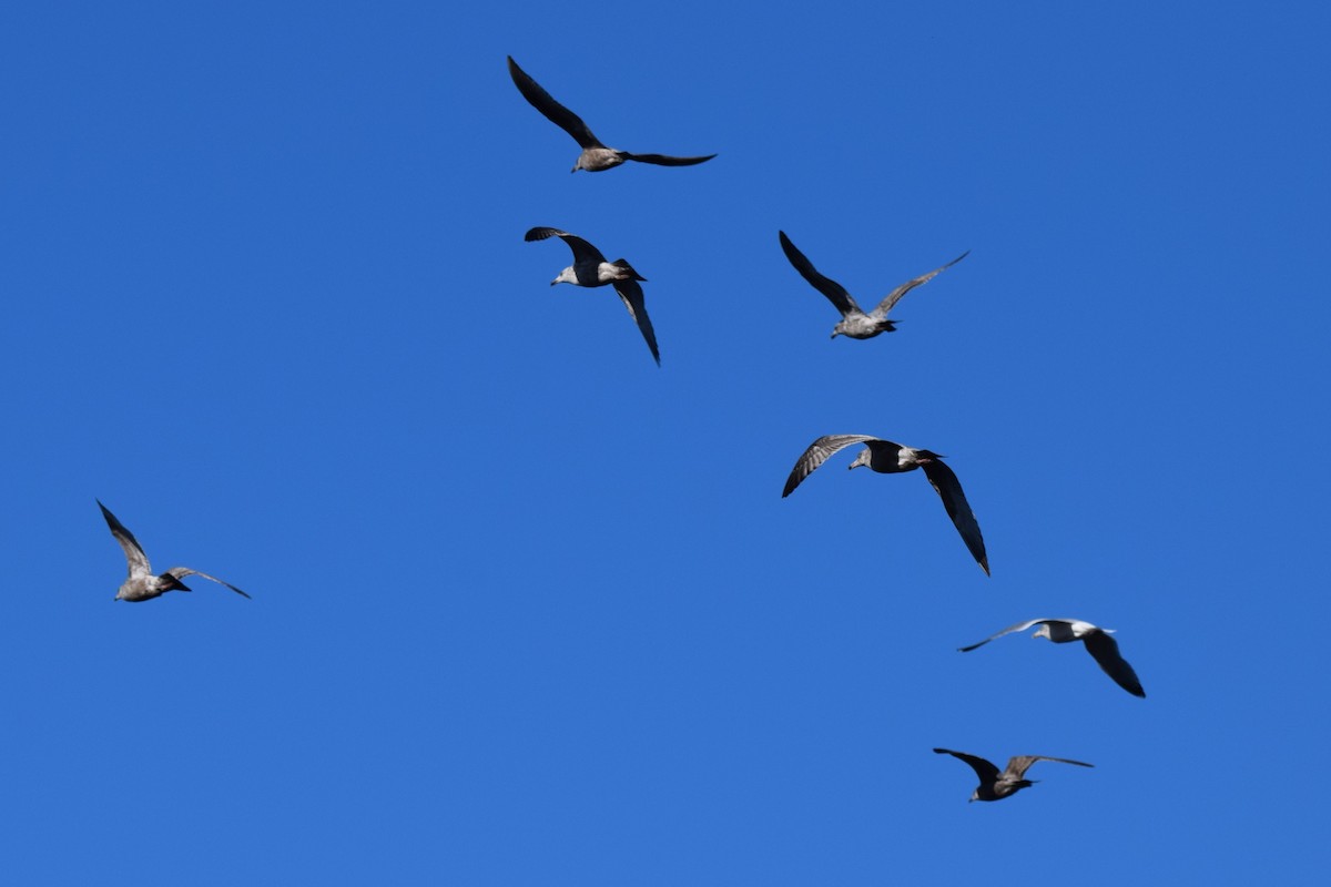 Herring Gull - ML535903471