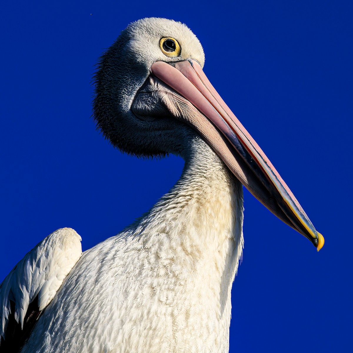 pelikán australský - ML535904841