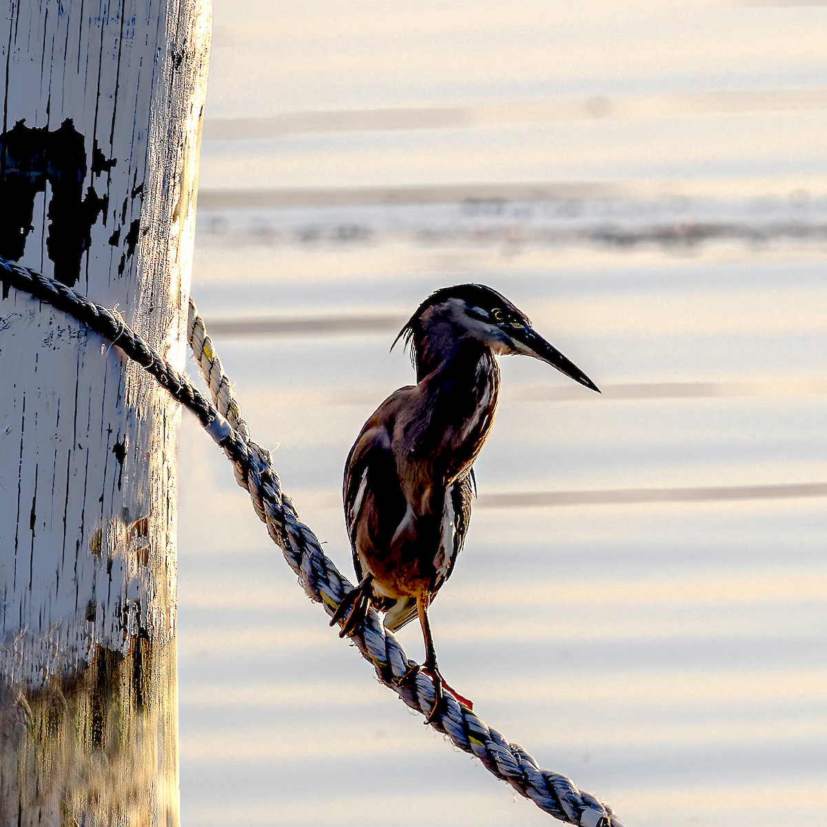 Striated Heron - ML535904921