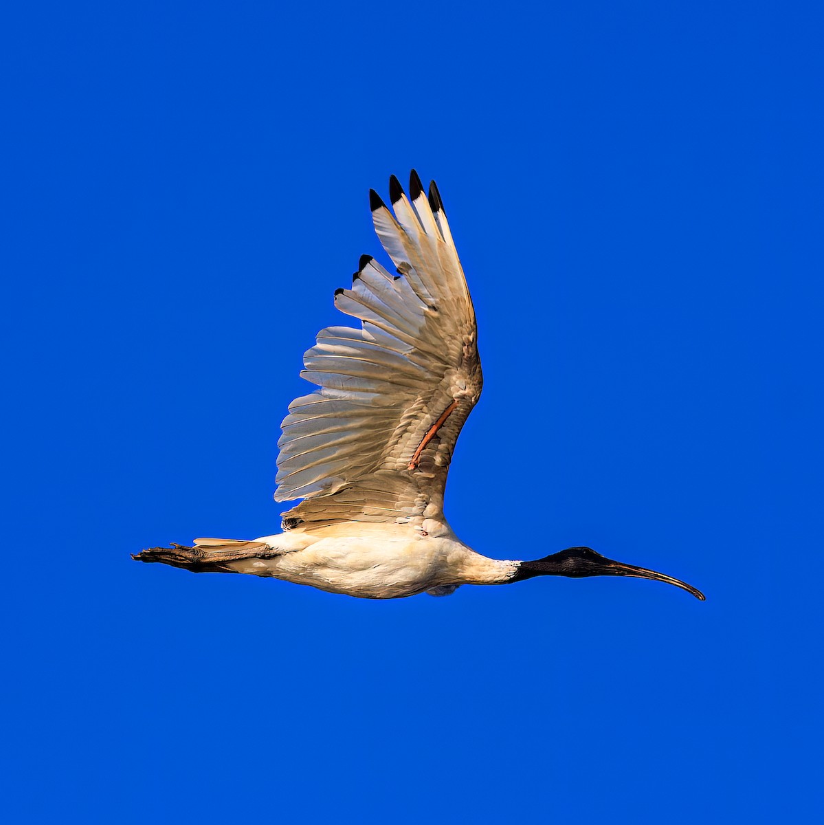 ibis australský - ML535904941
