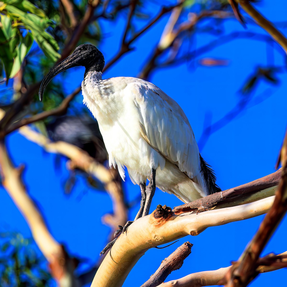 Ibis à cou noir - ML535904951