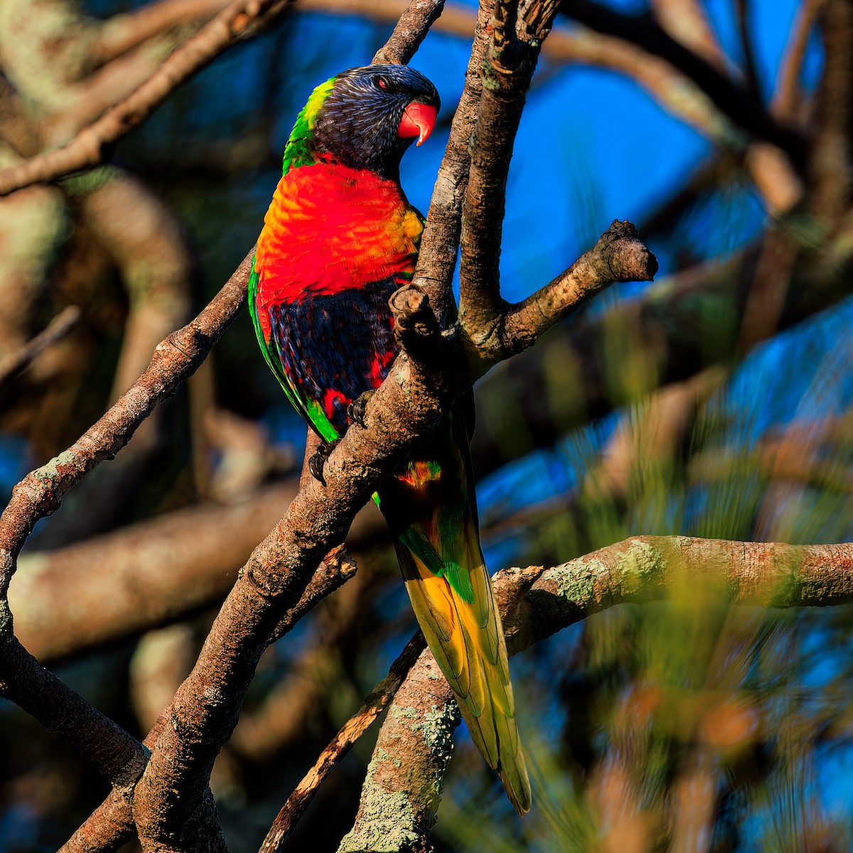 Rainbow Lorikeet - ML535905021