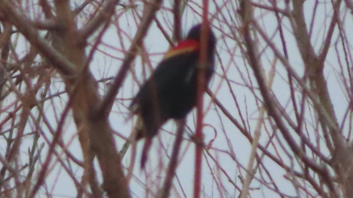 Red-winged Blackbird - ML535905081