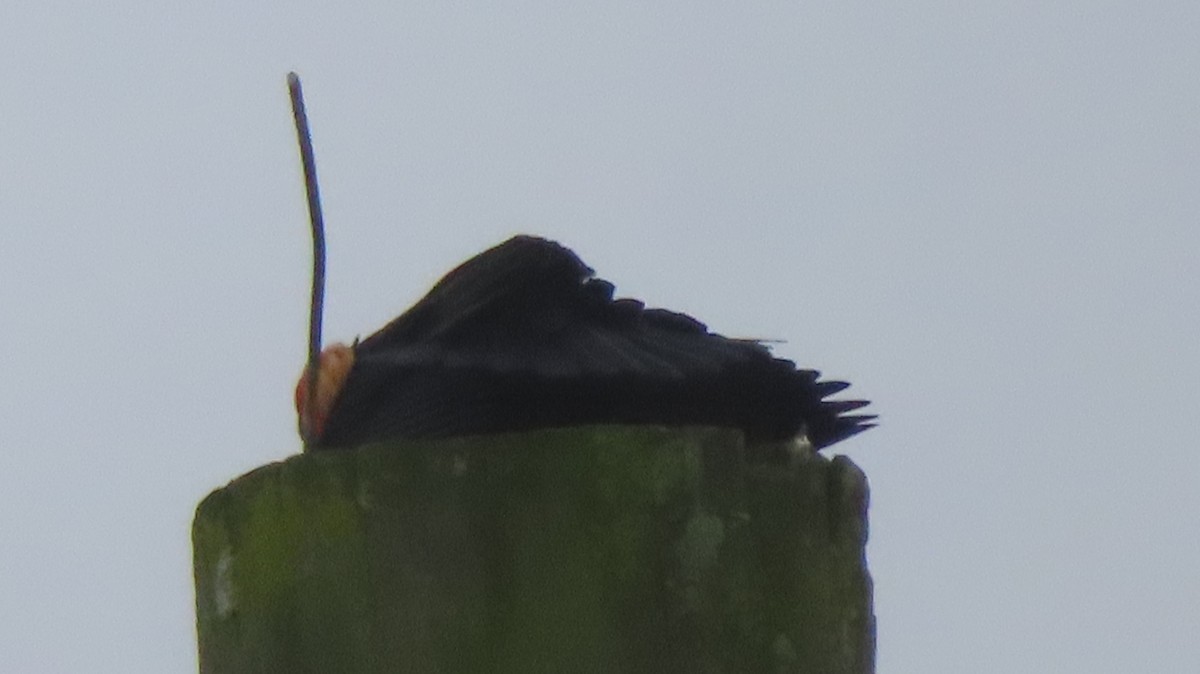 Red-winged Blackbird - ML535905151