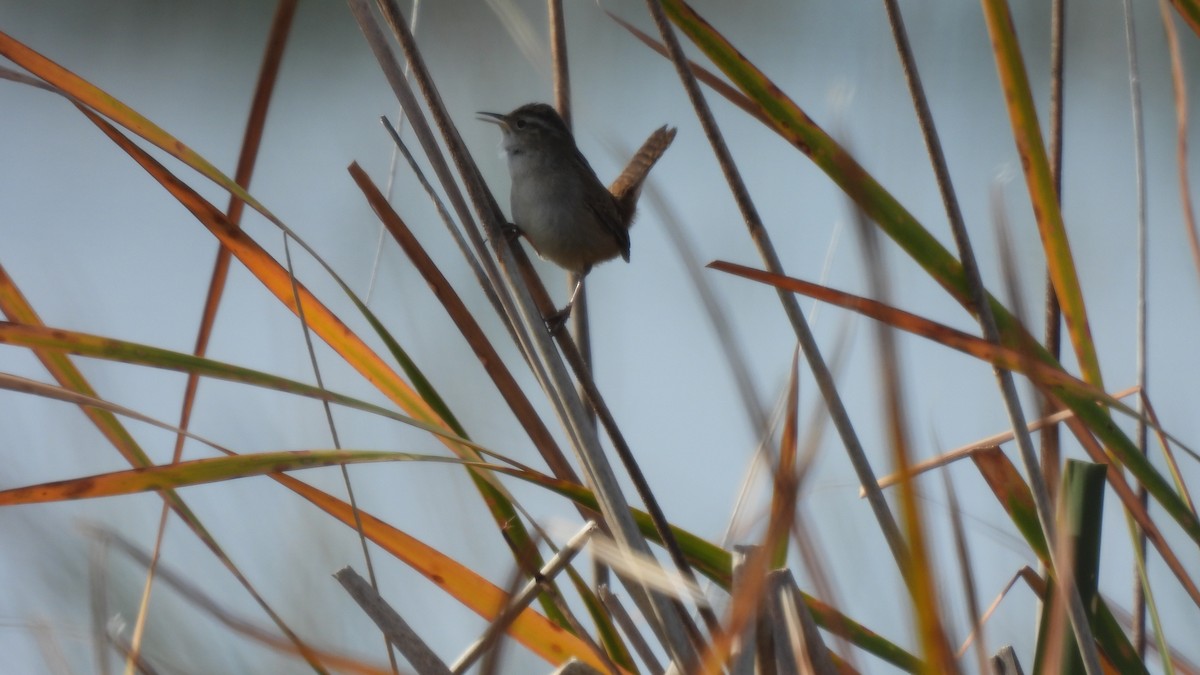 Marsh Wren - Karen Evans