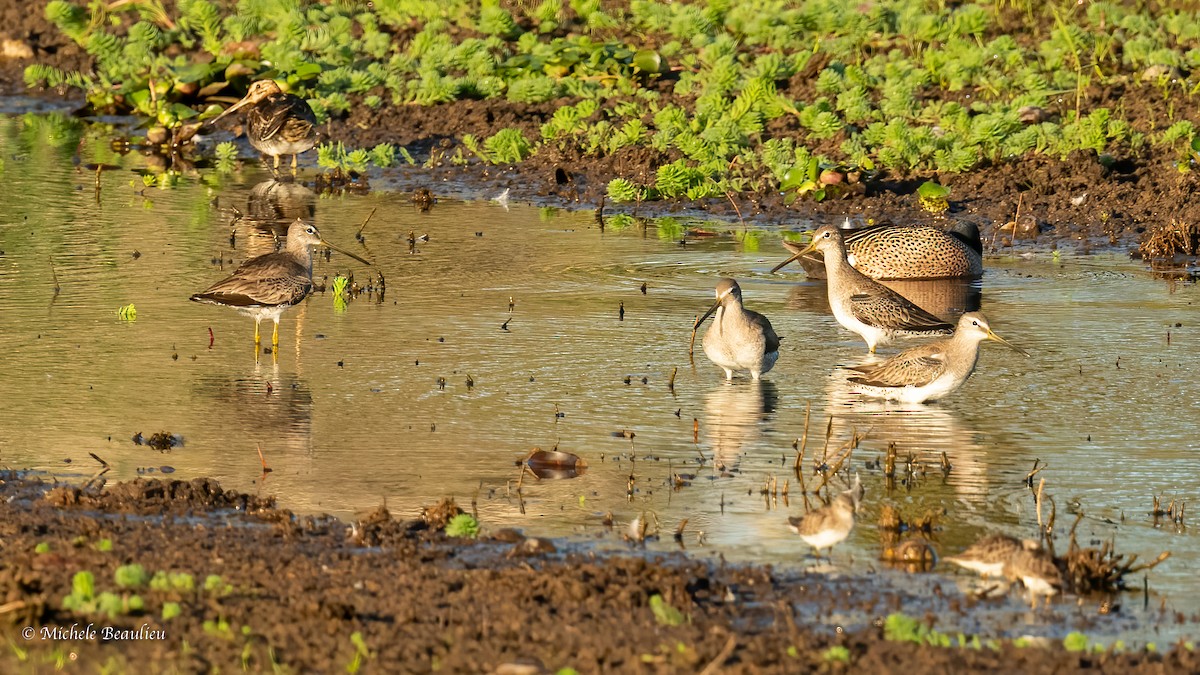 Long-billed Dowitcher - ML535907931