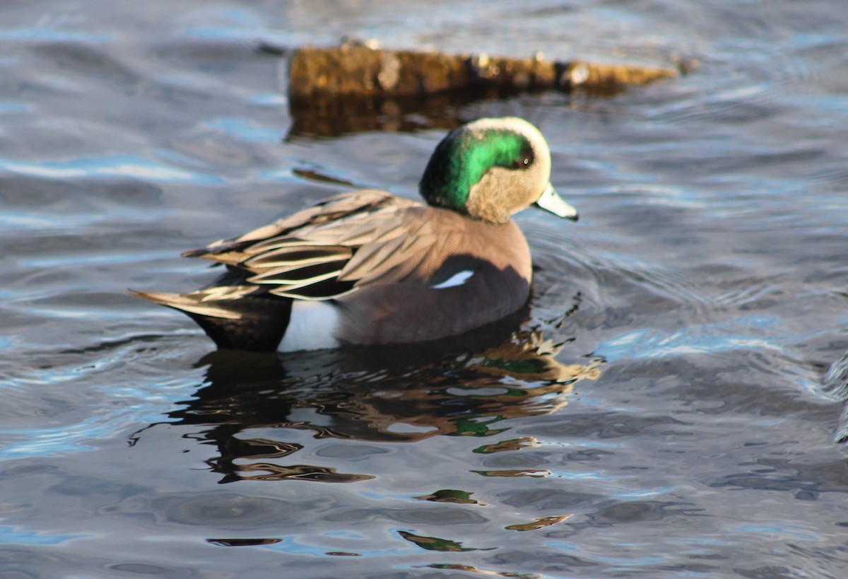 American Wigeon - Tom Donahue