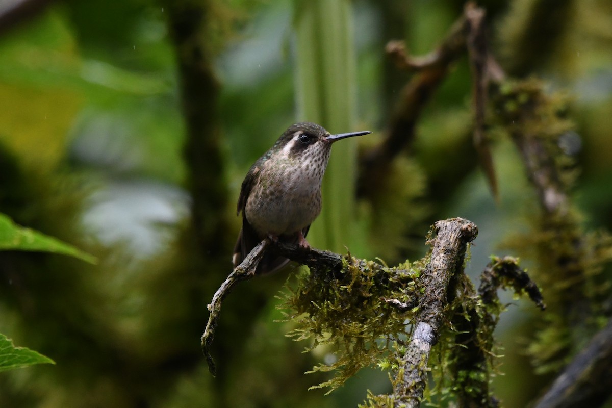 Speckled Hummingbird - Clay Bliznick